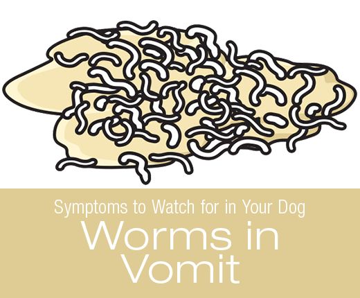 Dog Threw Up Worms? Don't Panic! Here's What to Do