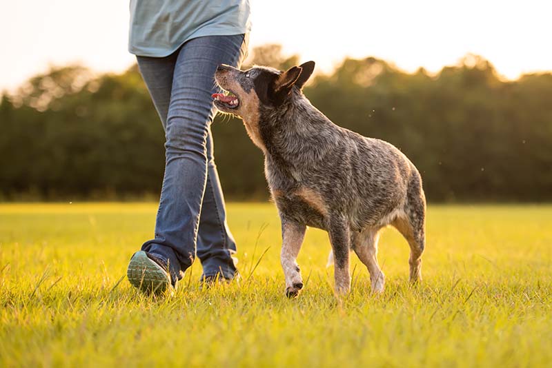 Why Does My Dog Follow Me Everywhere? 8 Reasons for Your Furry Shadow