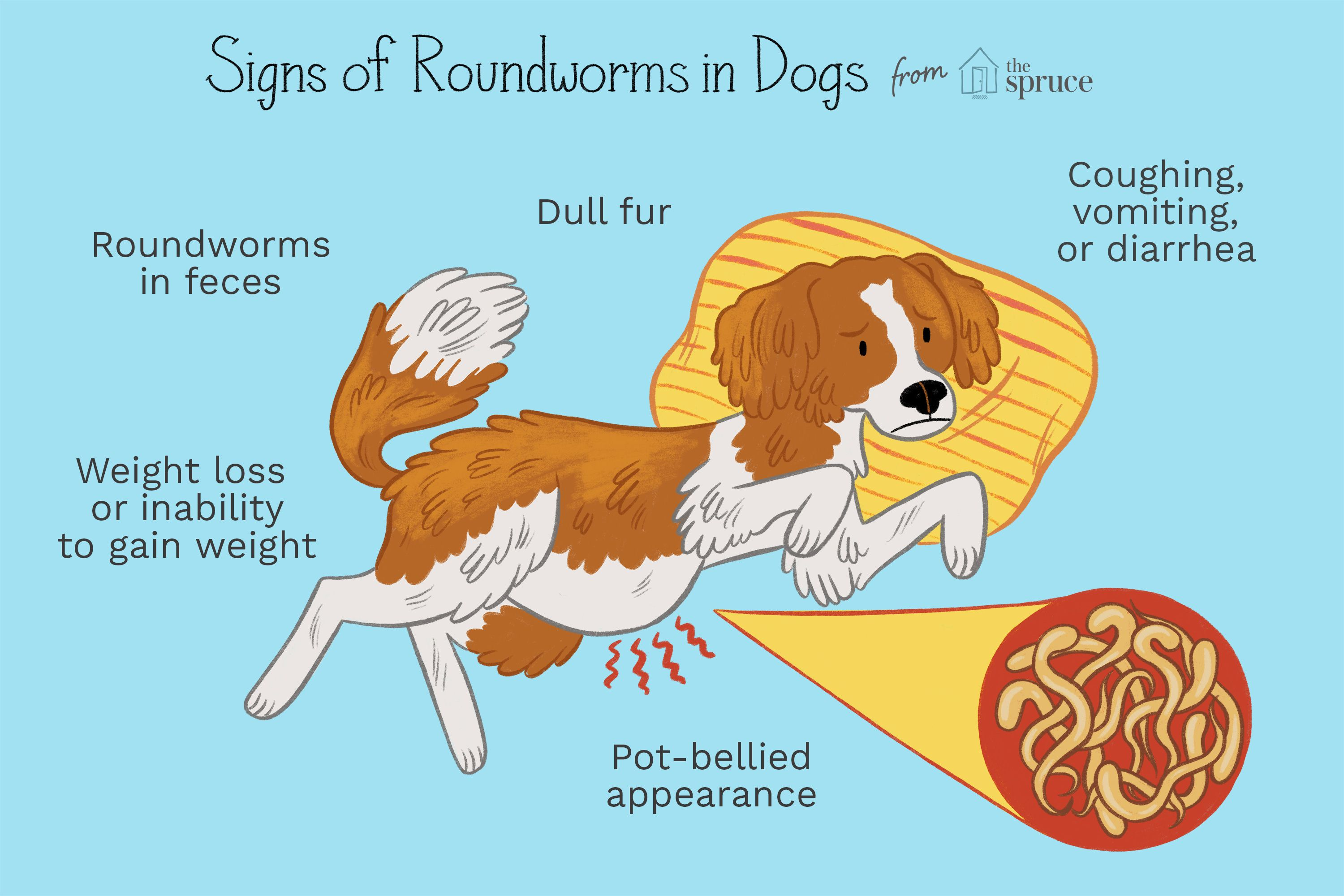 Pot Belly & Dull Coat? 5 Signs Your Dog May Have Roundworms
